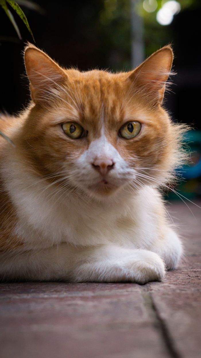 A detailed close-up of a calm orange and white tabby cat lying down, showcasing its expressive eyes and fur texture.