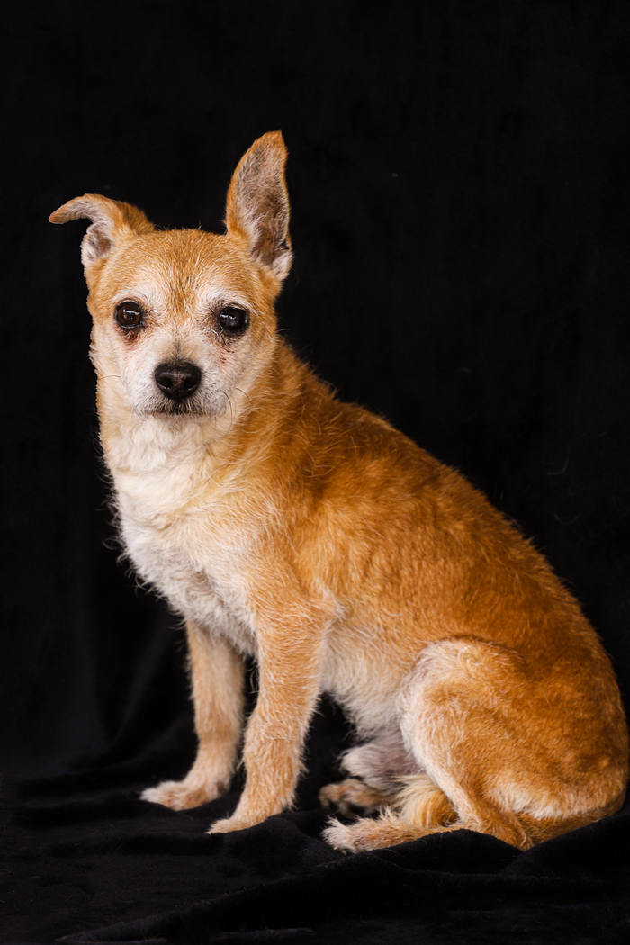 services-04 Studio portrait of a Chihuahua dog on a black background, showcasing its alert expression.