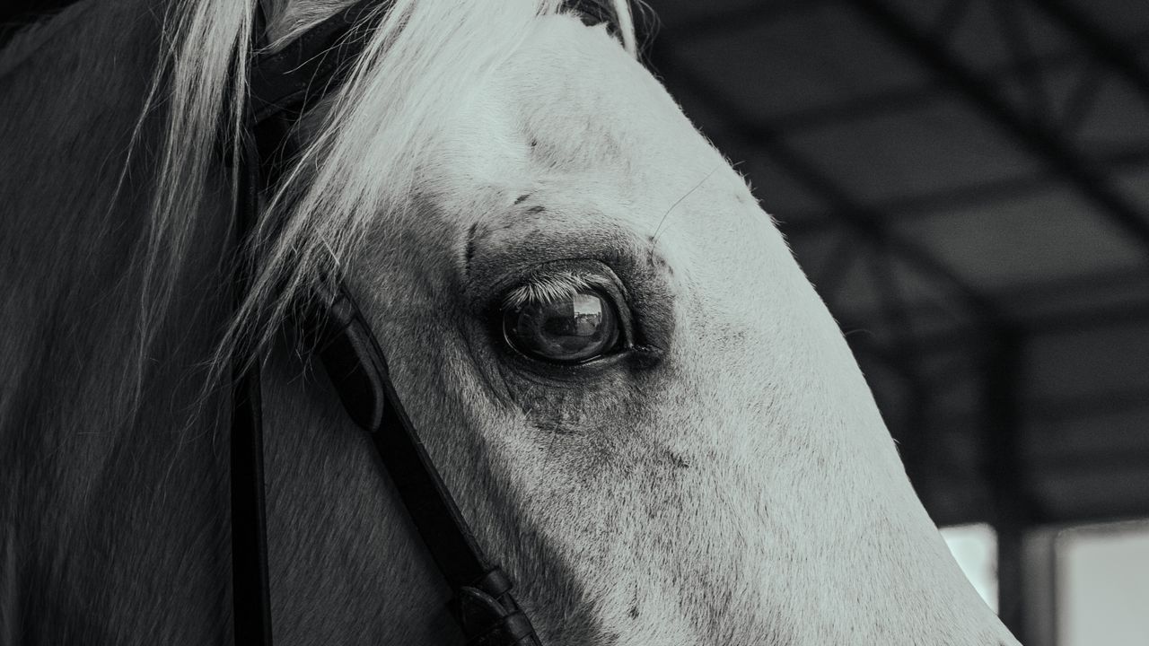 The Art of Drawing Readers In: Your attractive post title goes here Close-up portrait of a white horse inside a barn, emphasizing its eye and noble features.