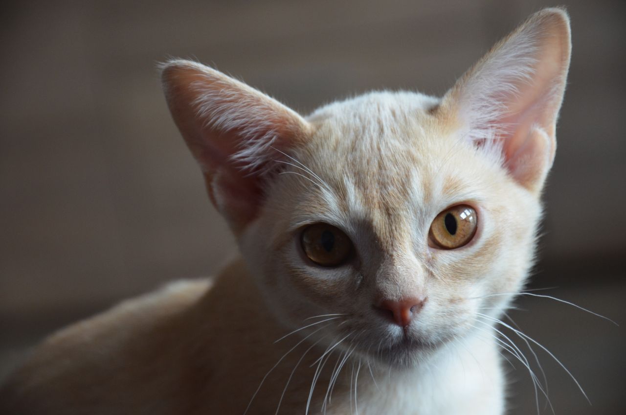 Mastering the First Impression: Your intriguing post title goes here An adorable beige kitten with striking amber eyes looking directly at the camera in a close-up shot.